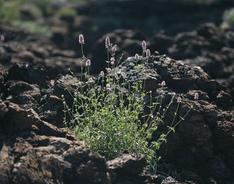 Agastache 6