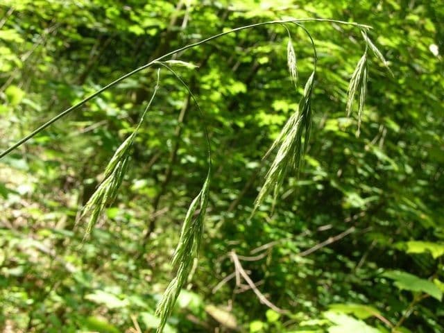 Wald-Trespe 19