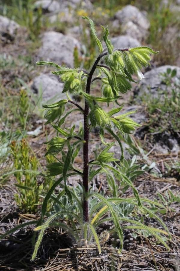 Onosma
