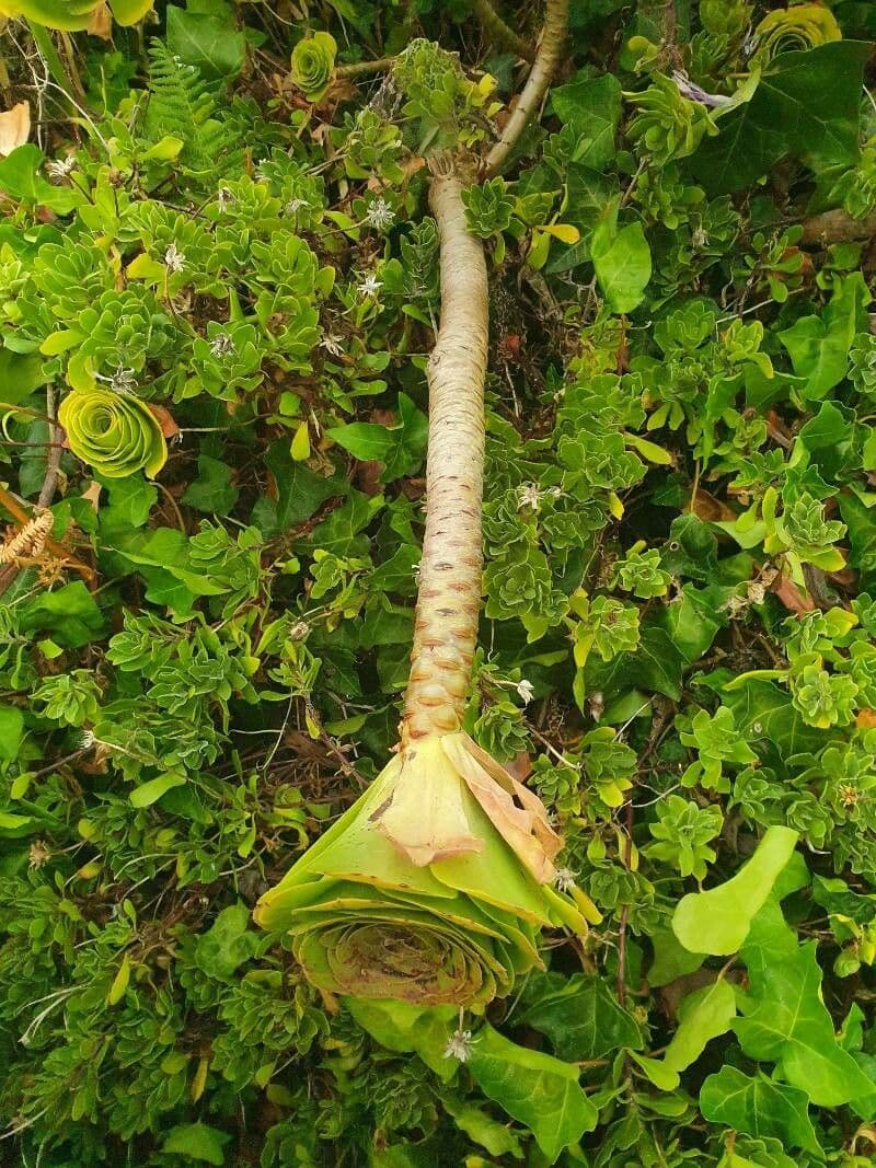 Aeonium aureum 5