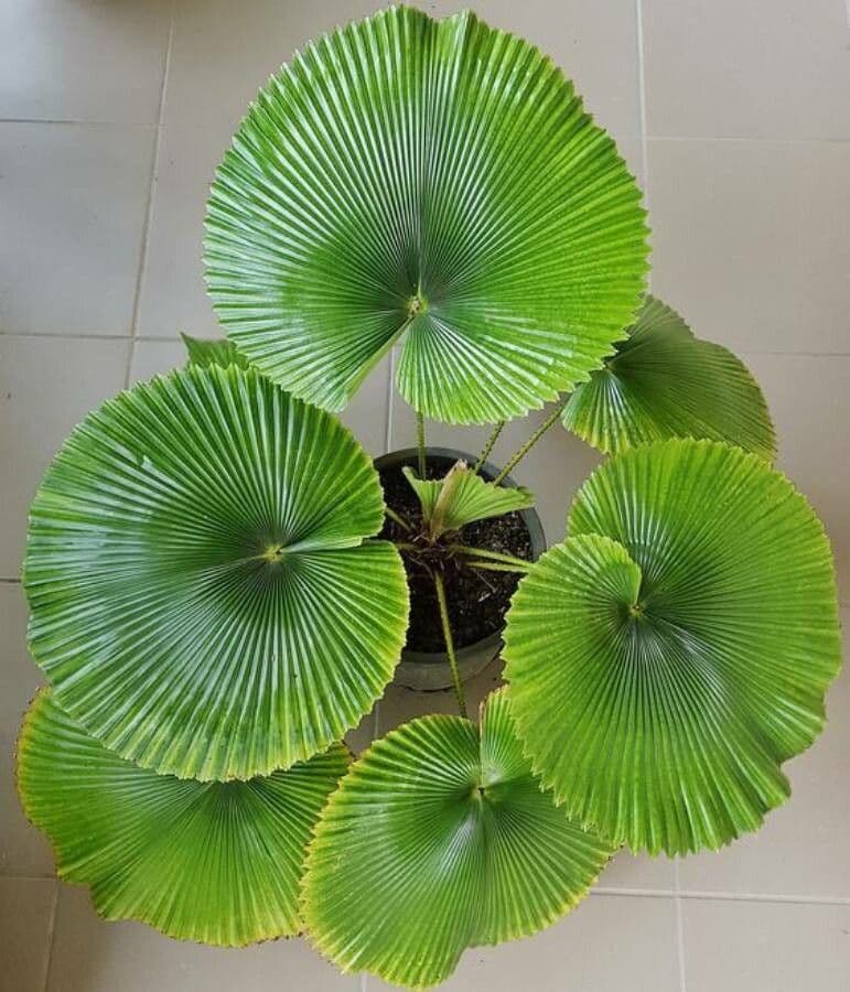 Licuala 7