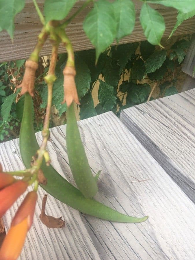 Trompeta de Virginia 3