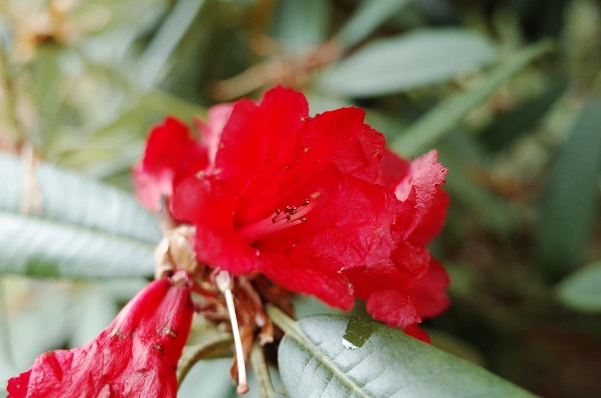 Rododendron stromovit
 10