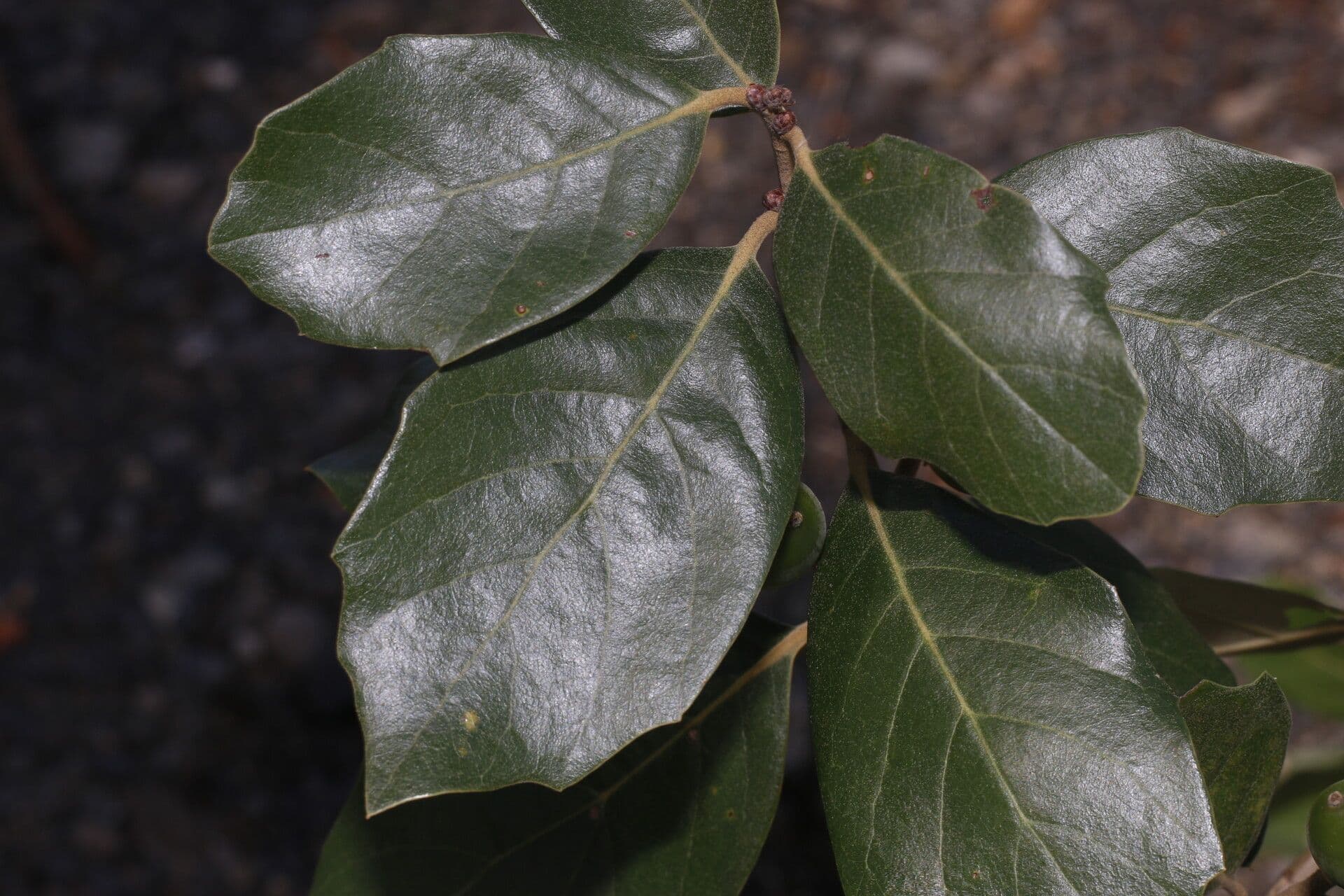 Quercia 7