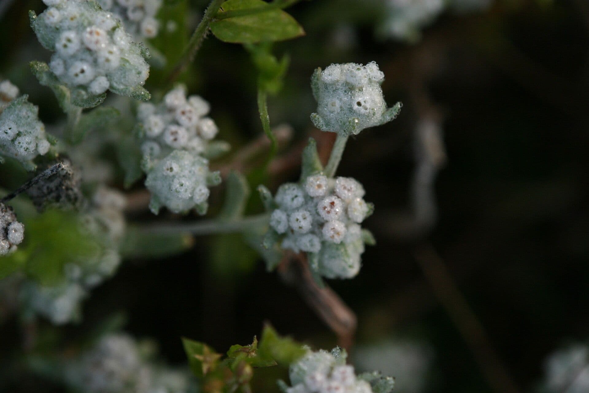 Diaperia verna 5