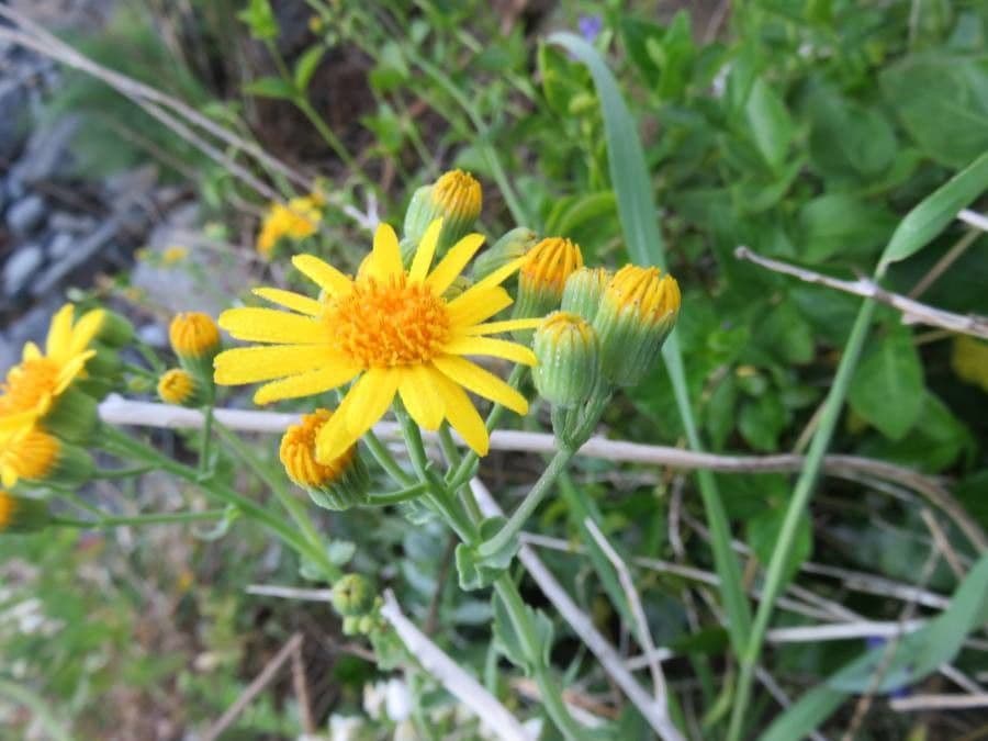 Senecio 2