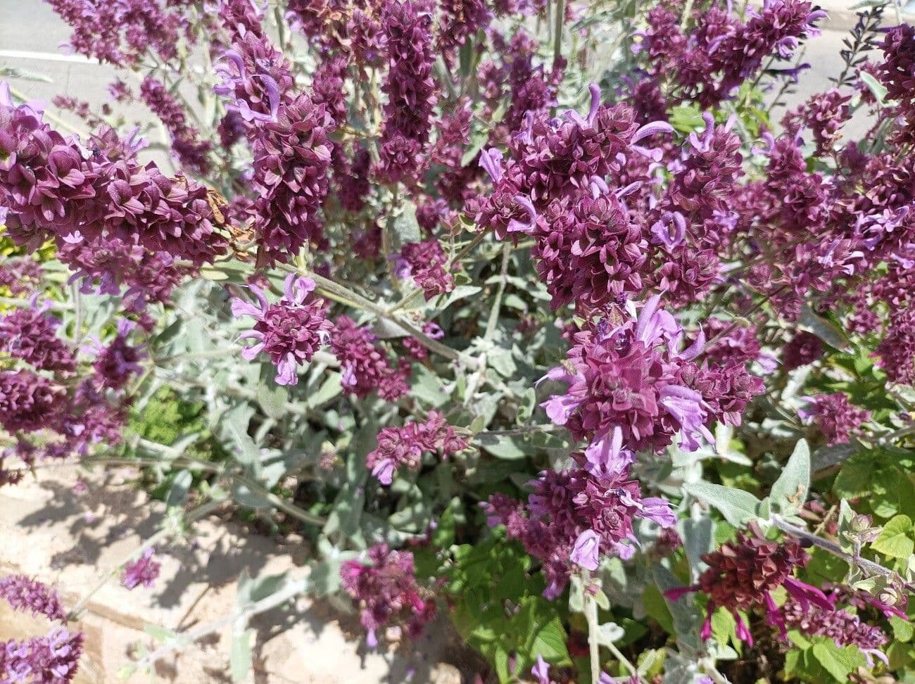 Salvia 20