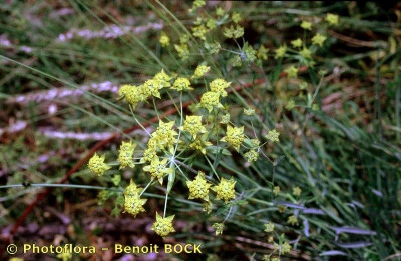 Bupleuro ranuncoloide 21