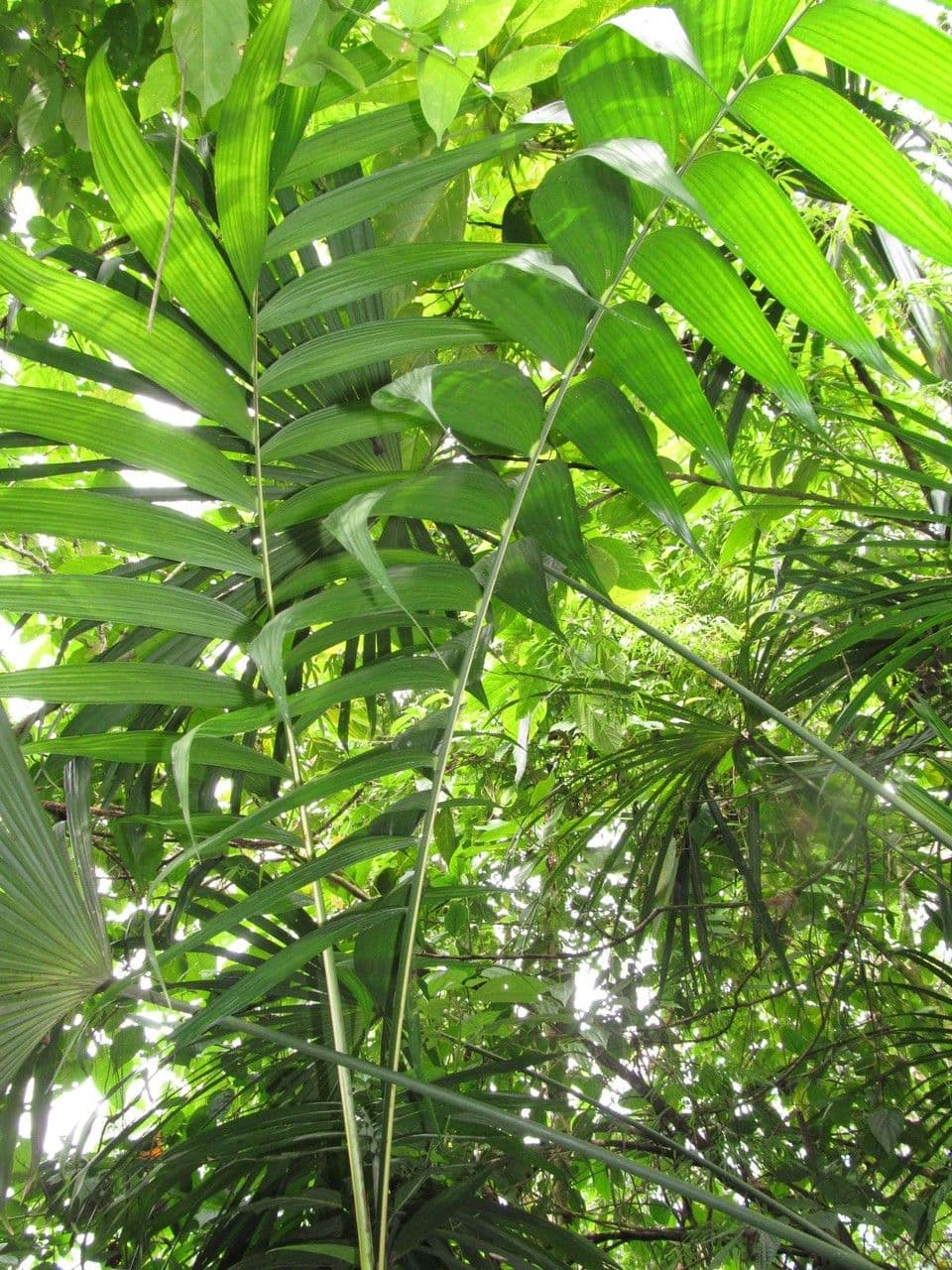 Palma tepejilote 18