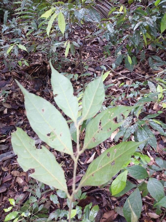 Rhodostemonodaphne 3