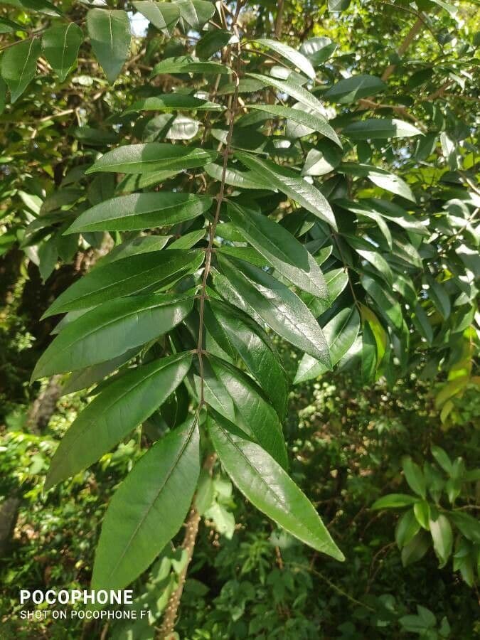Zanthoxylum 8