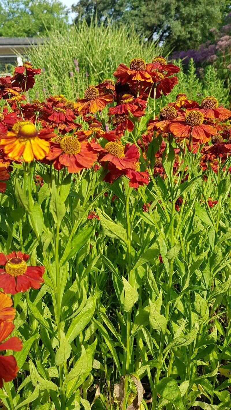 Helenium de otoño 9
