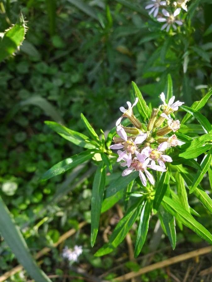 Cuphea racemosa 4