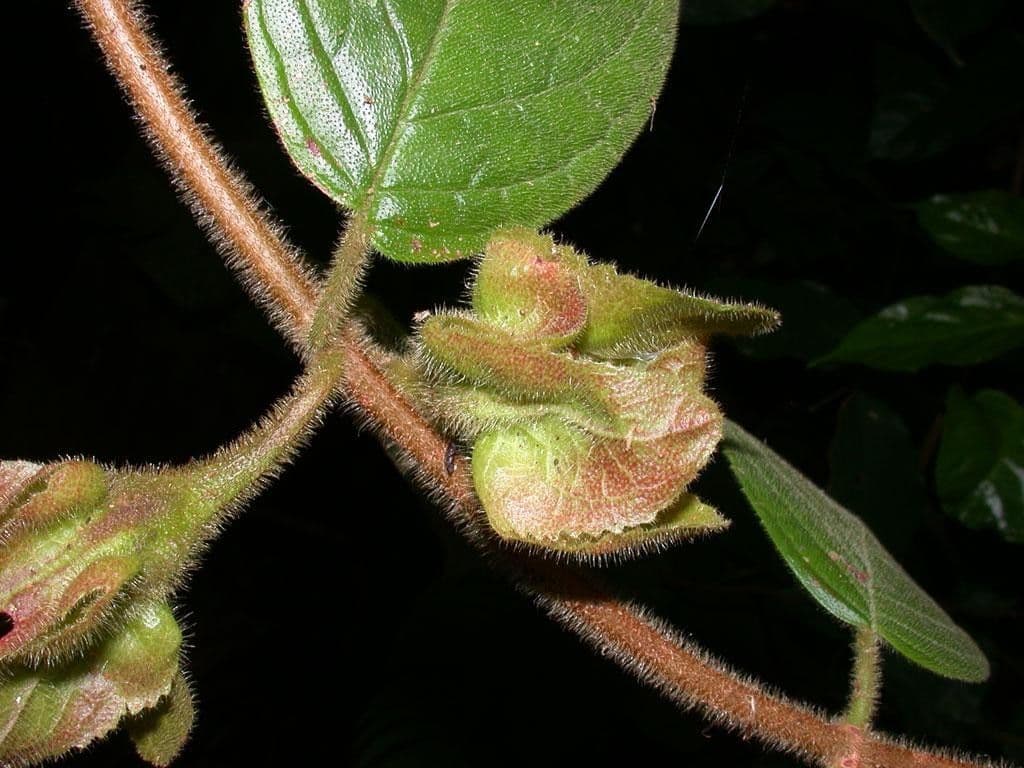 Drymonia alloplectoides 3