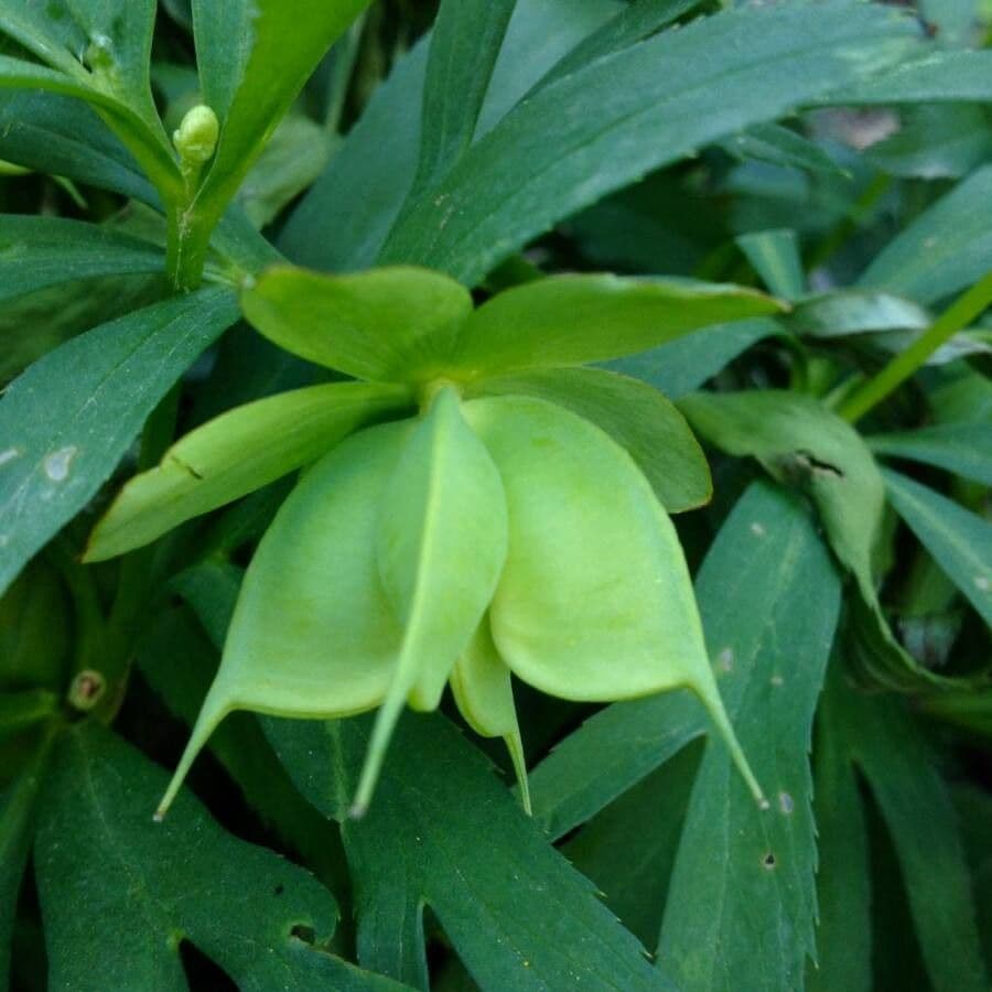 Elleboro verde 3