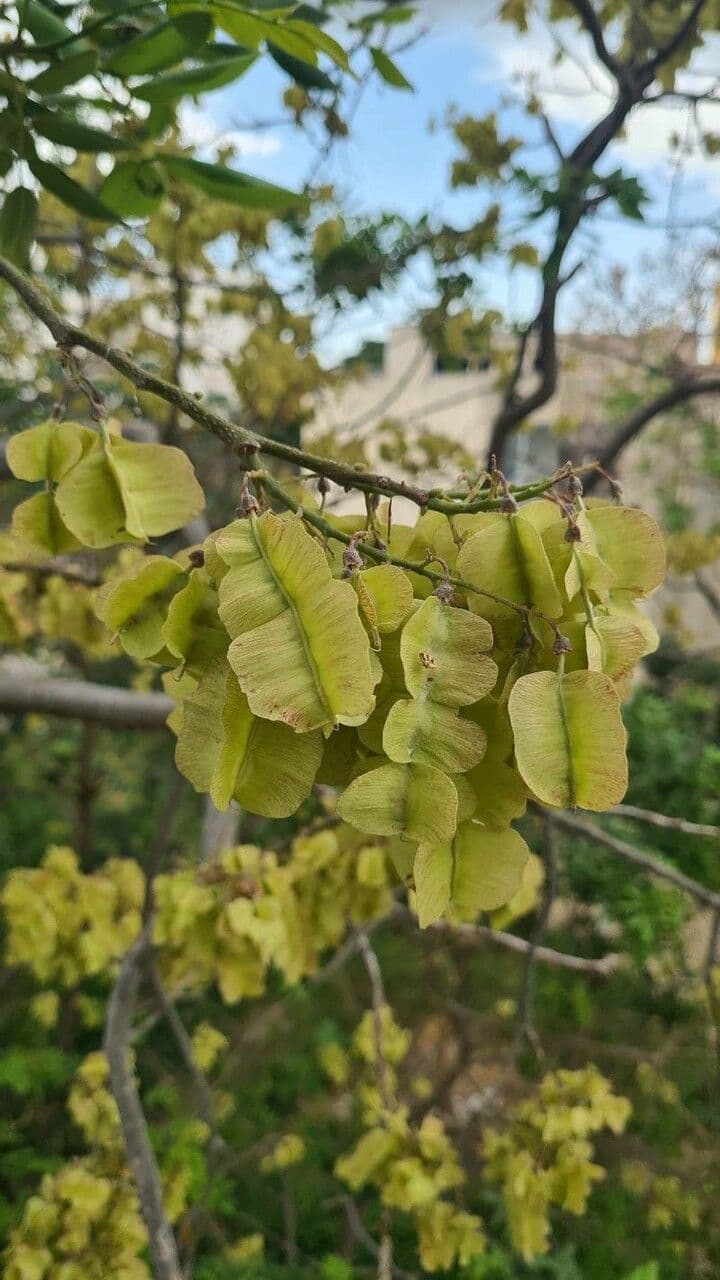 Piscidia carthagenensis 6