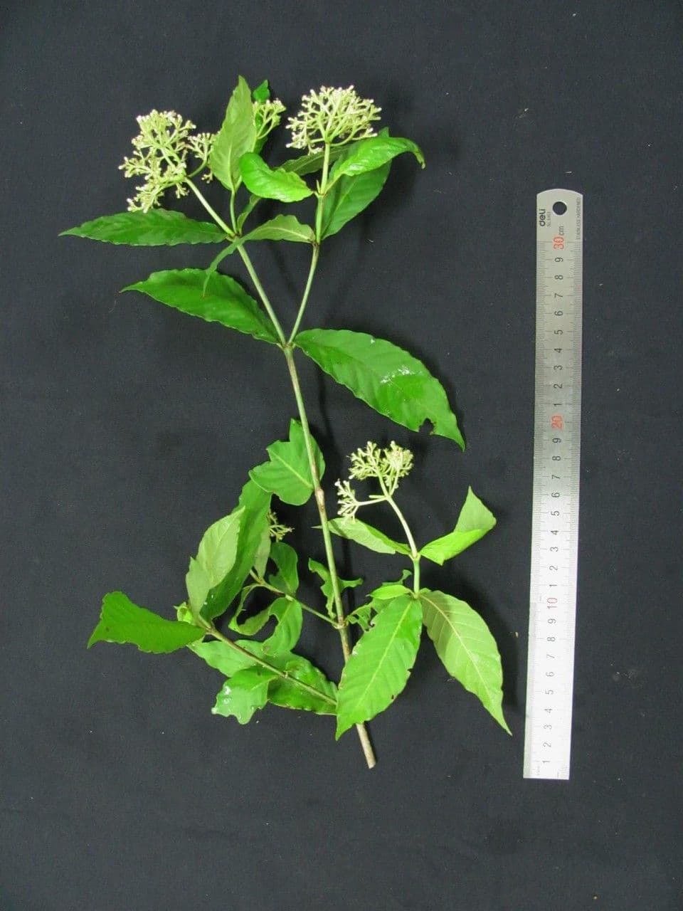 Psychotria 17