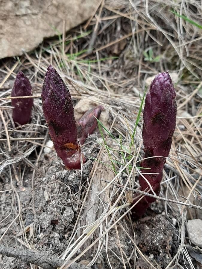 Orobanche a squame larghe