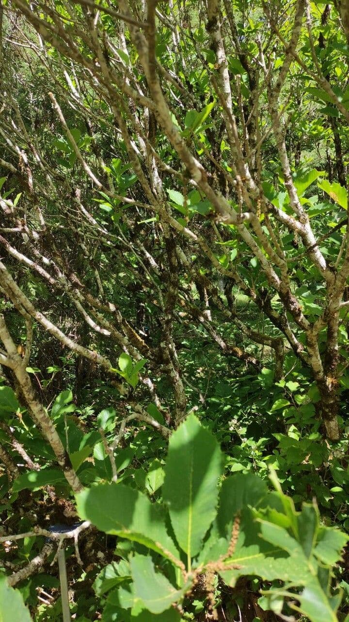 Quercia 5
