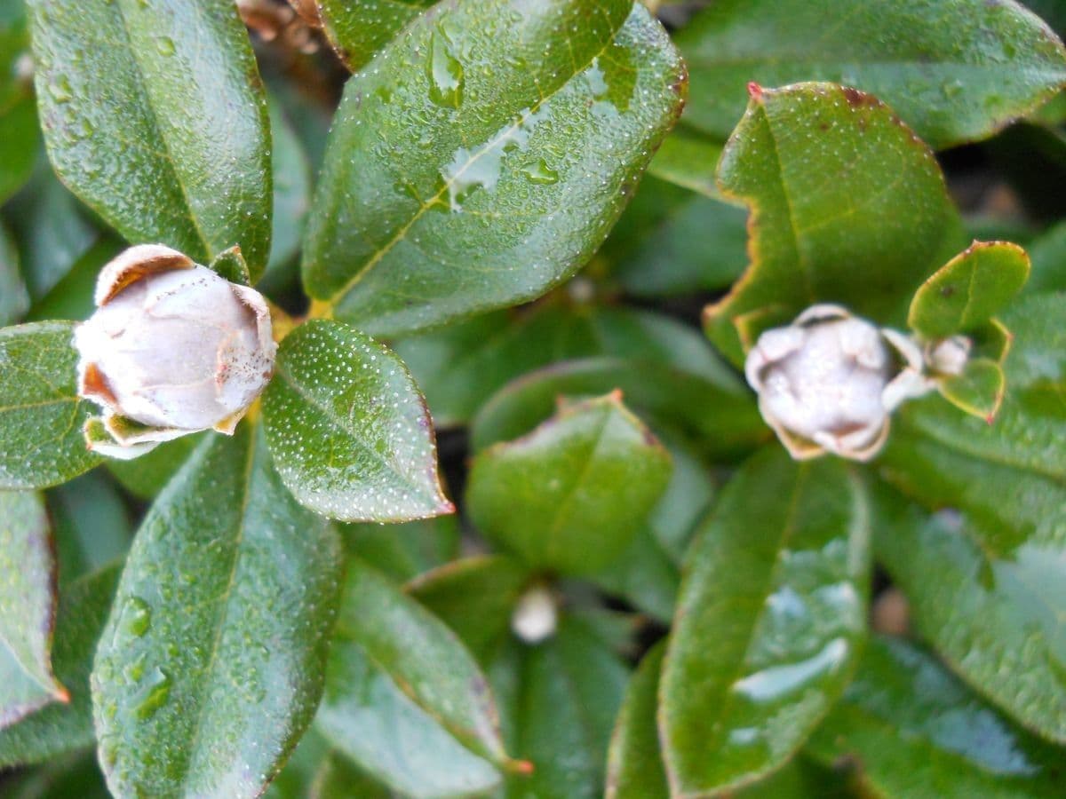 Rododendro 7