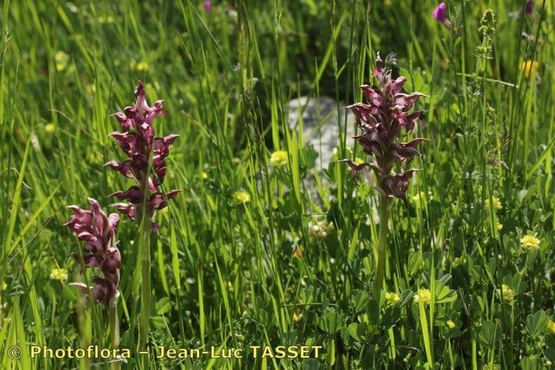 Orchide cimicina 12