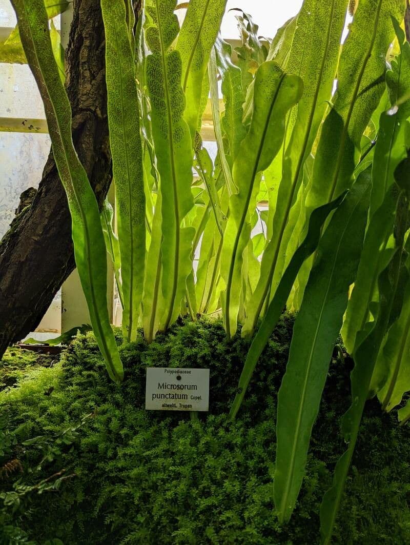 Microsorum puncté 8