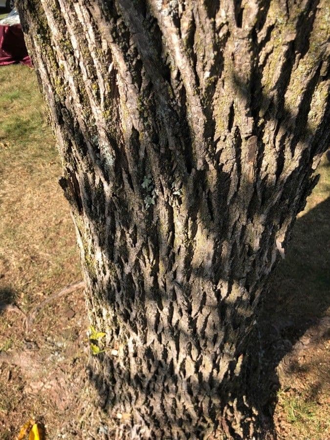 Glatter Hickory 21