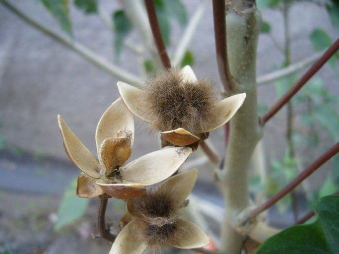 Ipomea carnosa 3