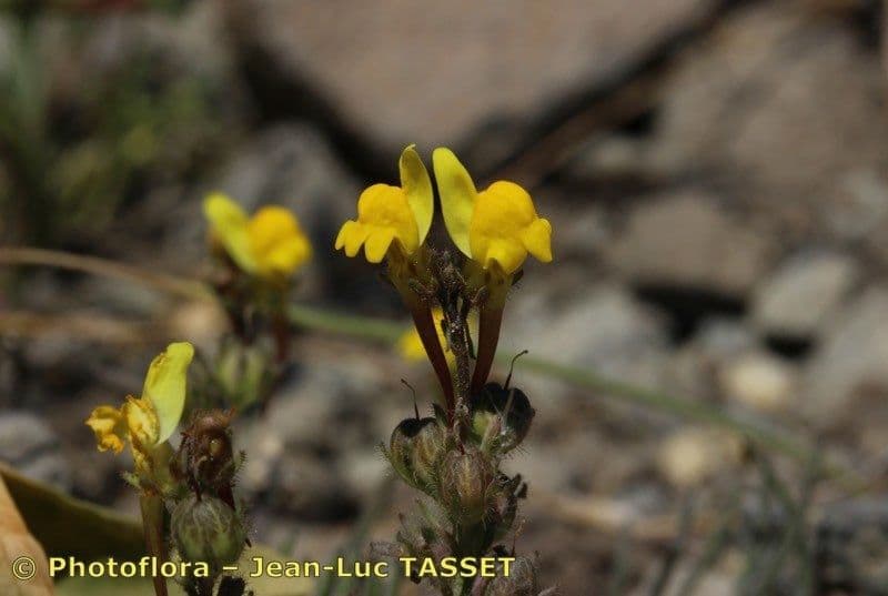 Linaria oblongifolia 3