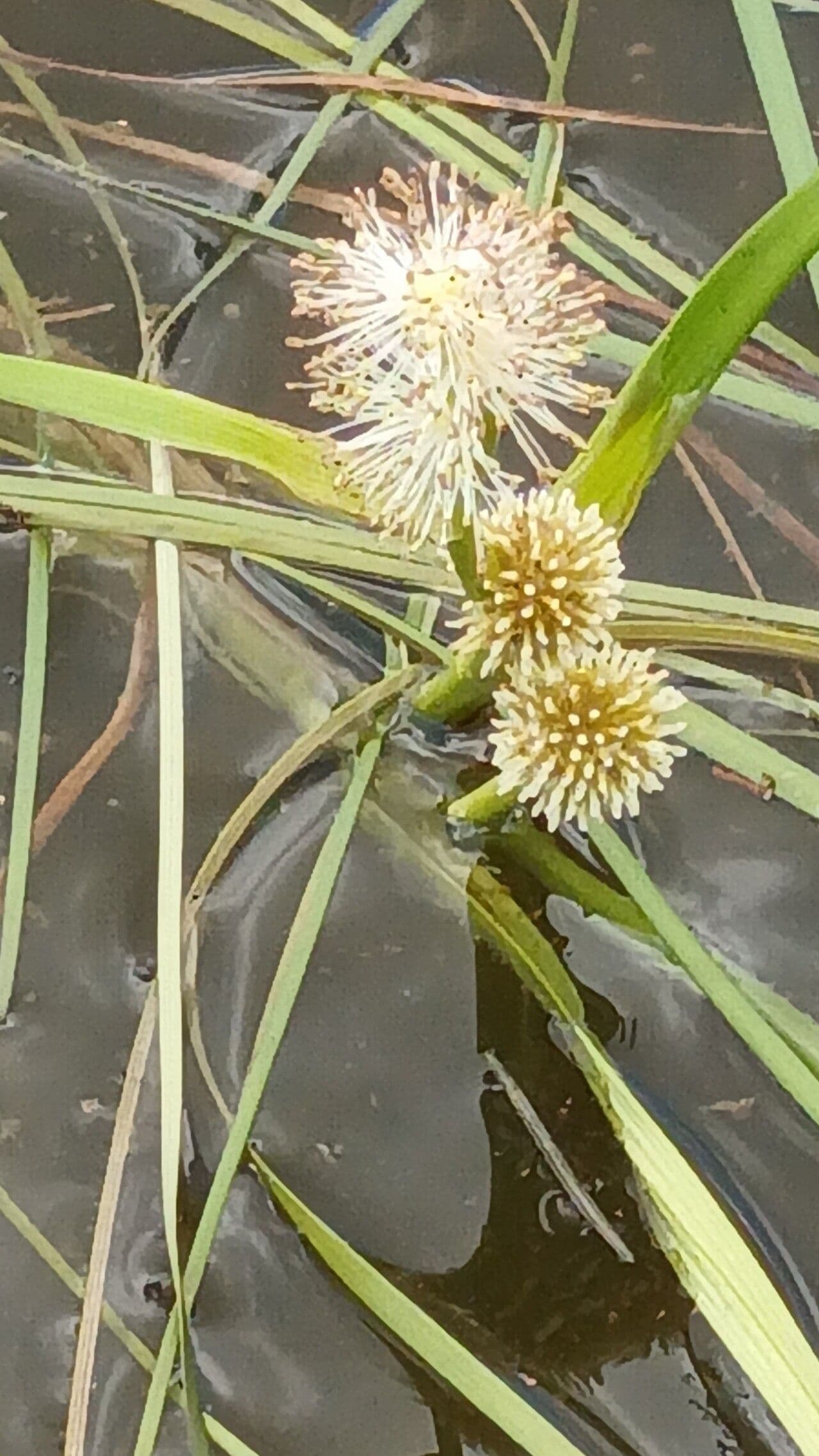 Schmalblättriger Igelkolben 6