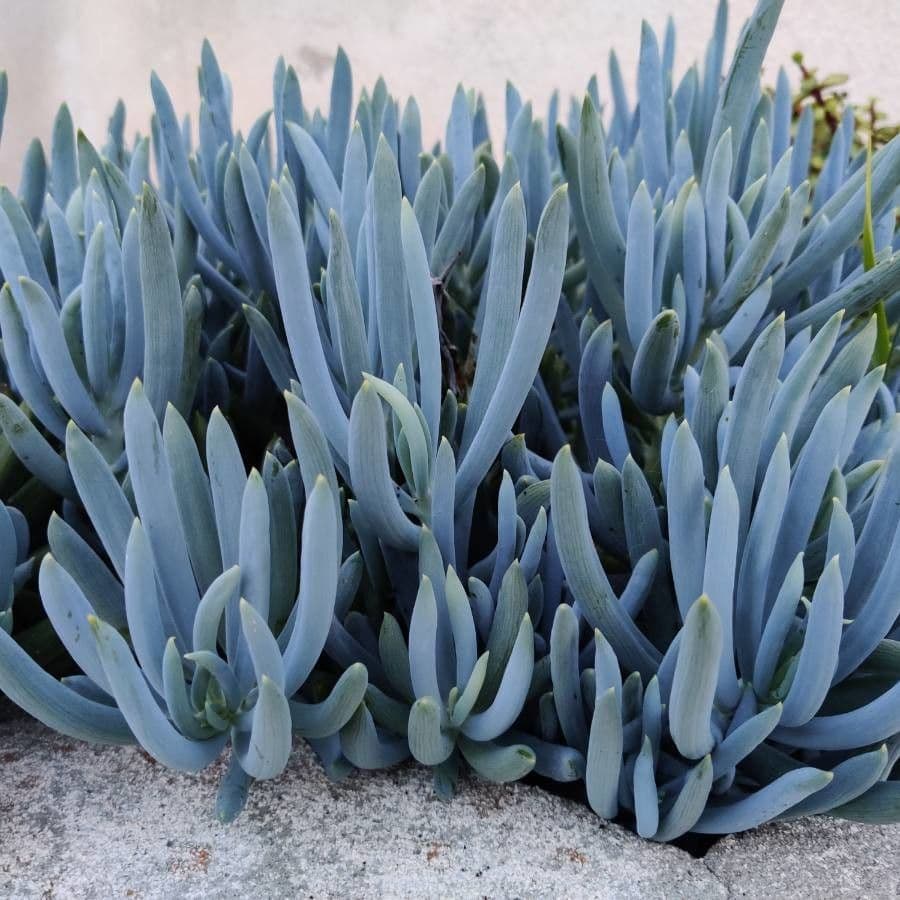 Dudleya densiflora 2