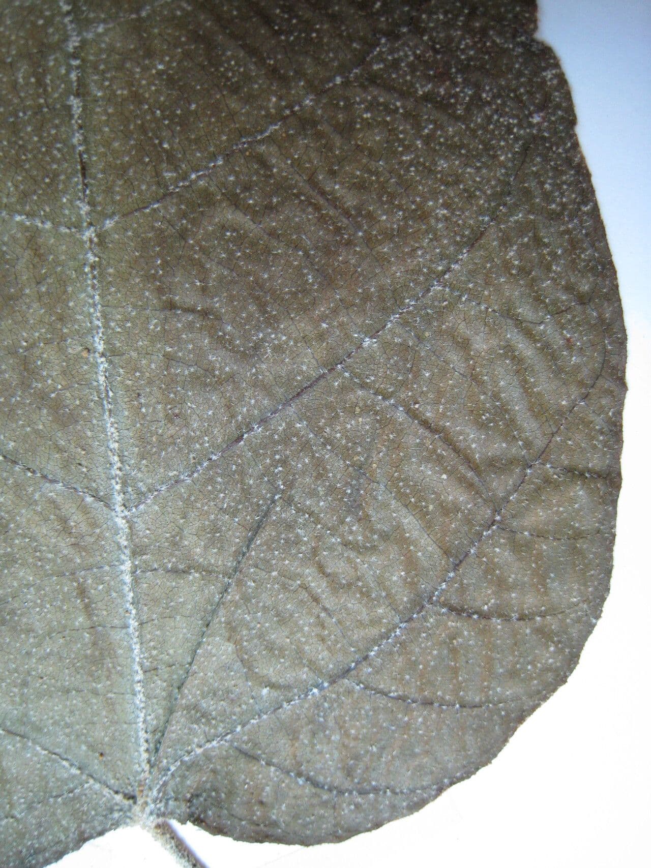 Drachenbaum 3