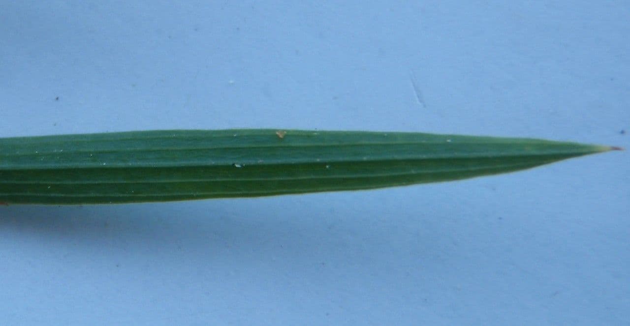 Bupleuro 6