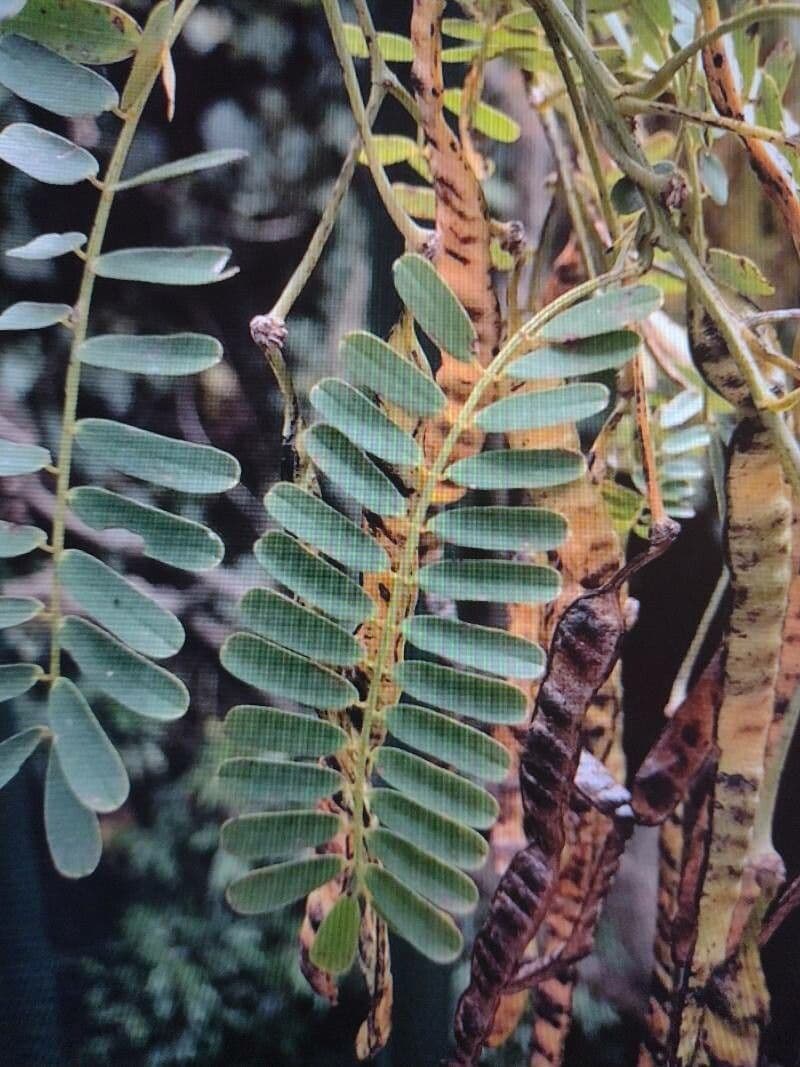Parapiptadenia 3