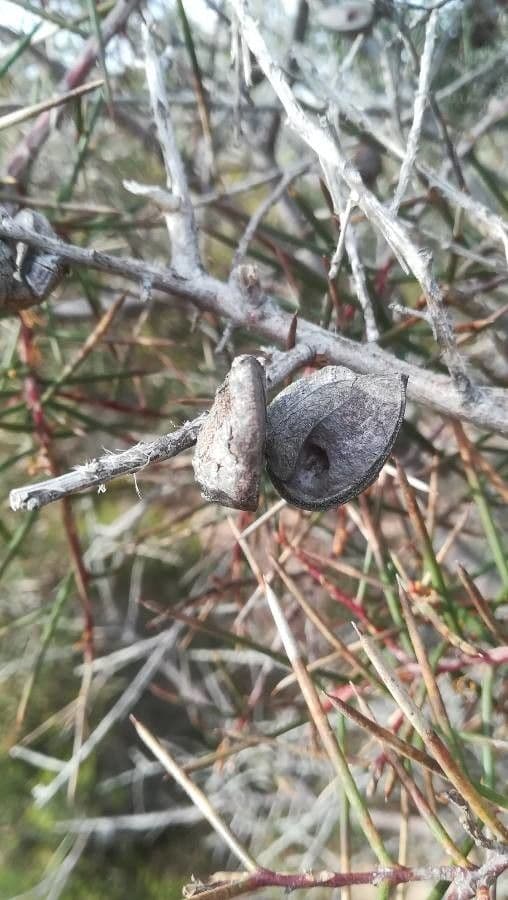 Hakea gibbosa 3