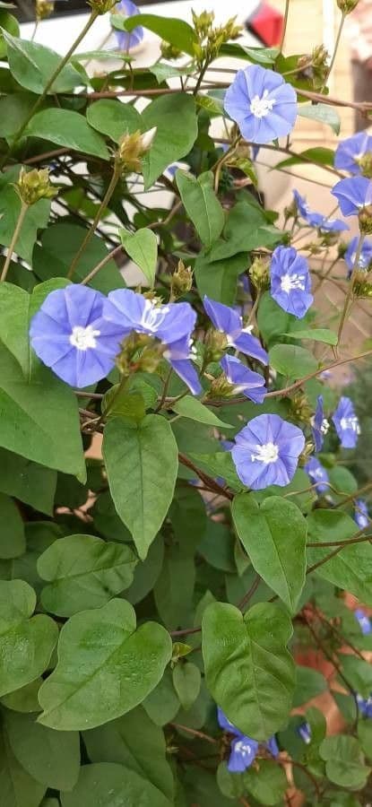 Jacquemontia pentanthos