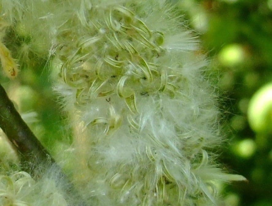 Silber-Weide