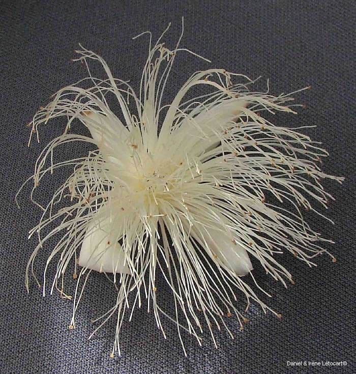 Barringtonia 6
