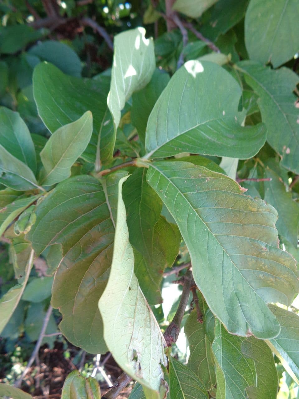 Vangueria madagascariensis 28