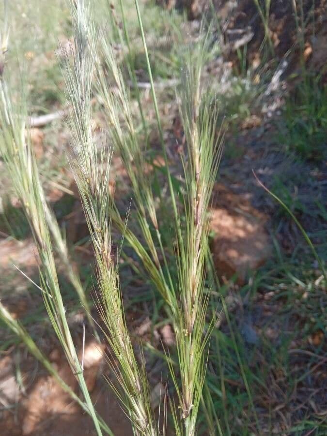 Aristida 7