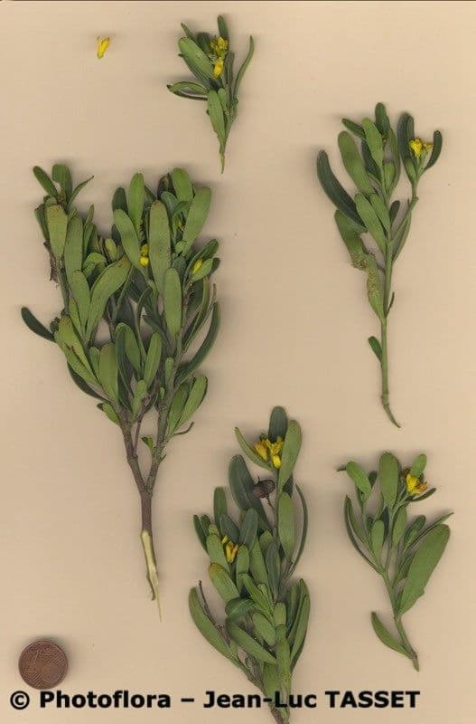 Cneorum 22