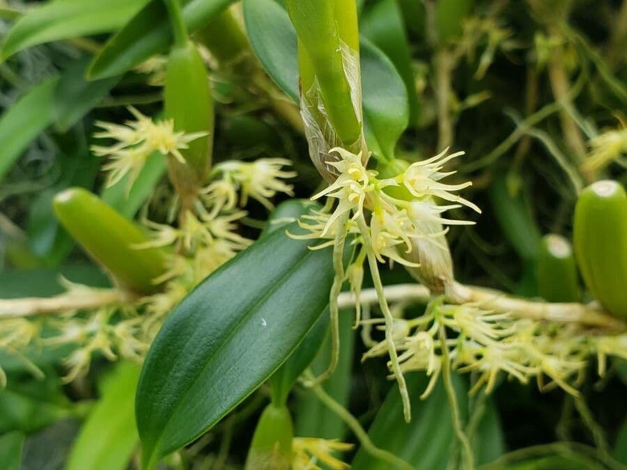 Bulbophyllum