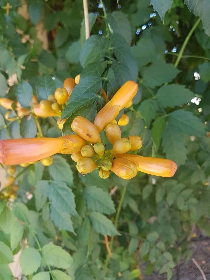 Trompeta de Virginia 4