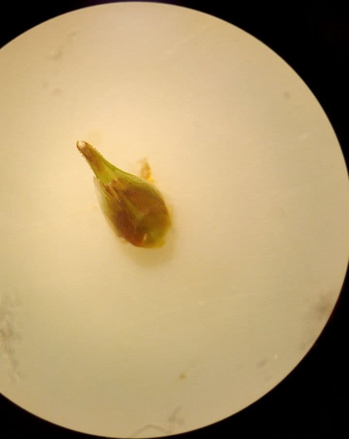 Carex liparocarpos