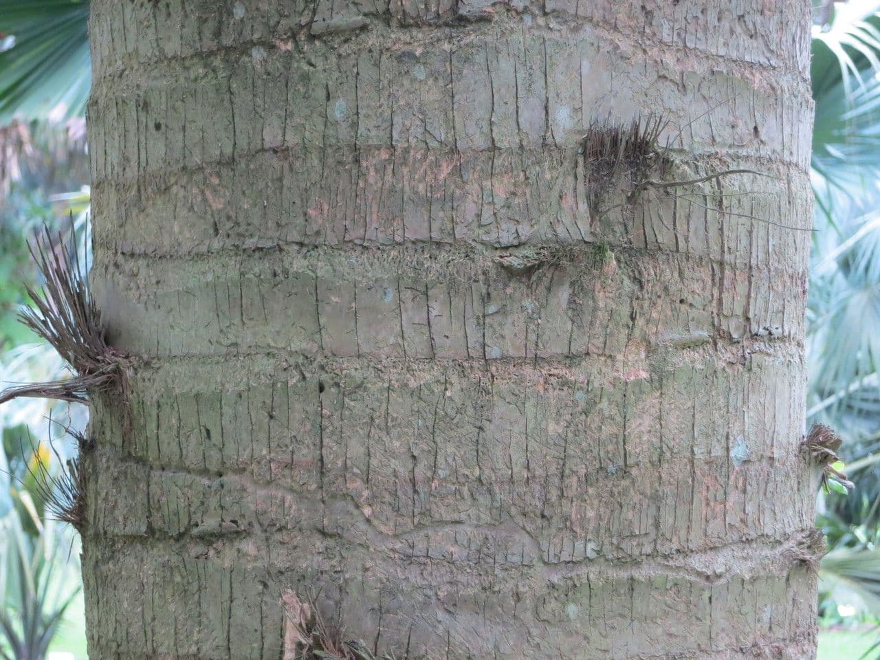 Palm competitive 9