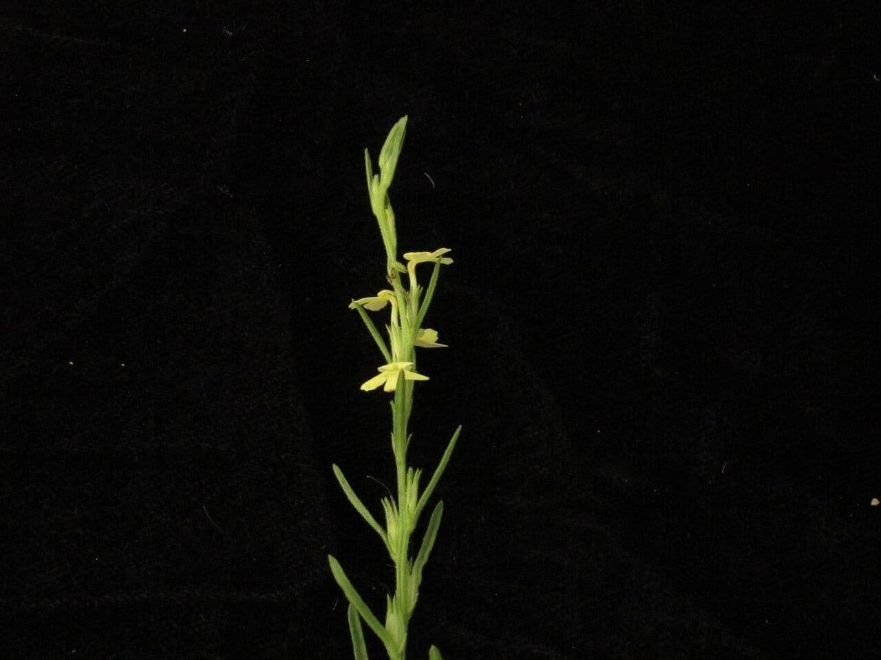Striga 8
