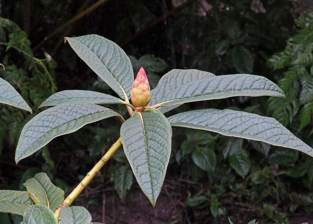 Rododendro di Nuttall 4