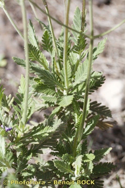 Lavanda 7