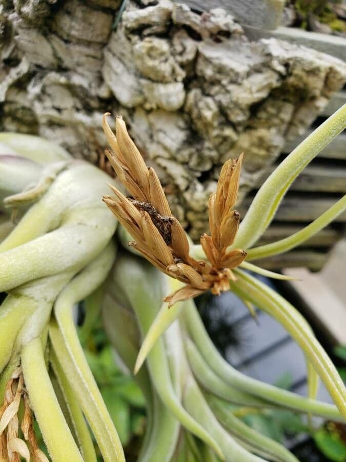 Tillandsia