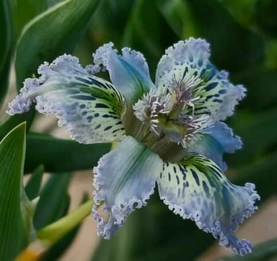 Ferraria